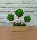 Композиція зі стабілізованих дерев, дерево (топіарій) зі стабілізованого моху, фото 4