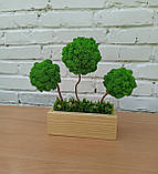 Композиція зі стабілізованих дерев, дерево (топіарій) зі стабілізованого моху, фото 2