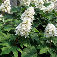 Гортензія дуболиста Аліса 2л