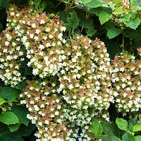 Гортензія дуболиста Сноуфлейк 2л