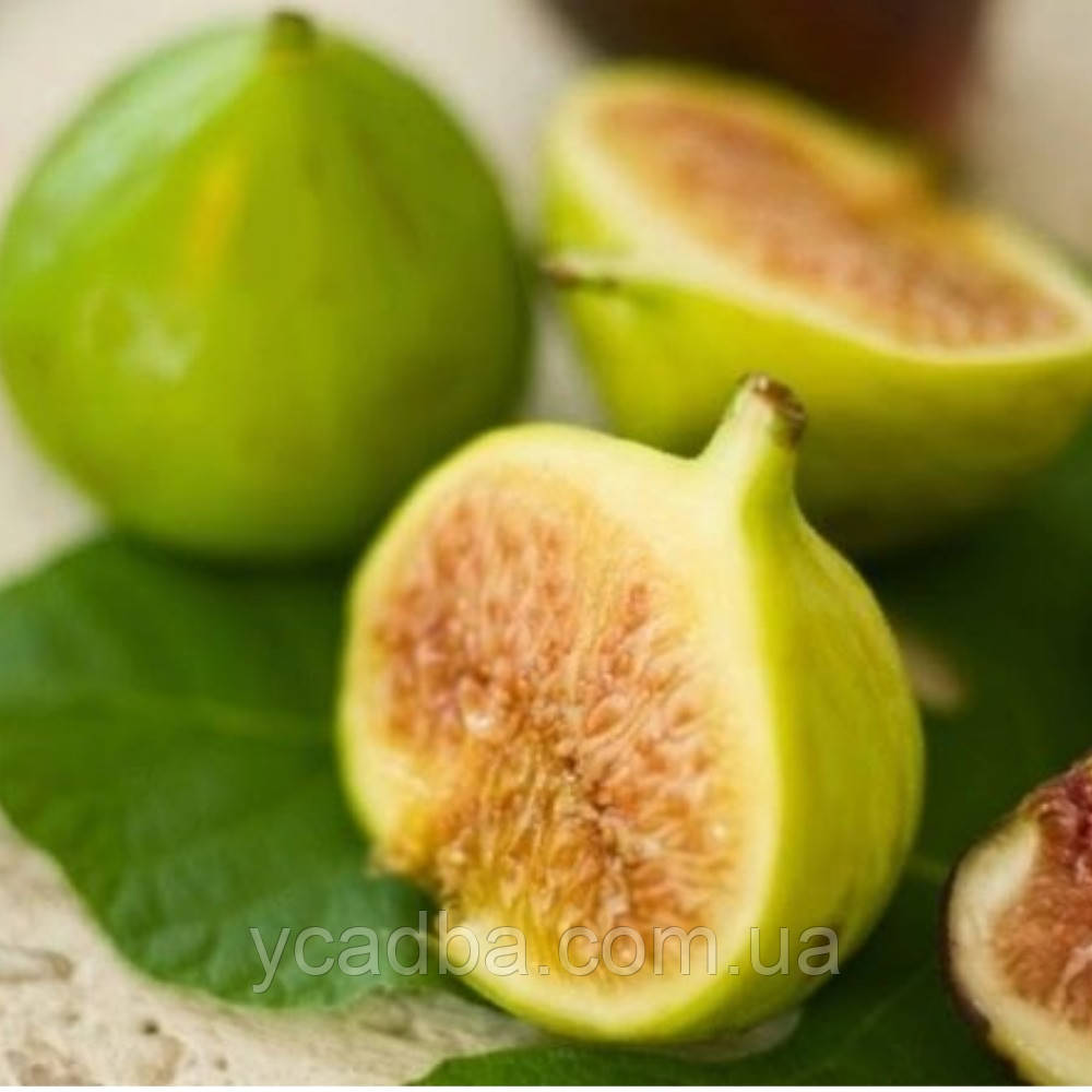 Інжир Шампань, фото 1