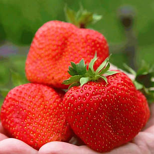 Саджанці полуниці в касеті Зефір (Zefir) - надрання, транспортабельна, солодка (в касеті) + Подарунок