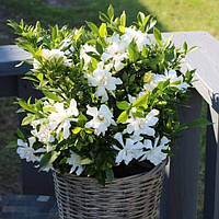 Гарденія jasminoides "CELESTIAL STAR" Гардения "Небесная Звезда". GARDENIA jasminoides "CELESTIAL STAR"