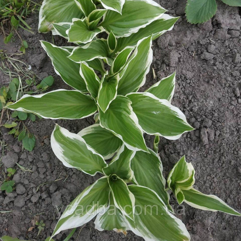 Хоста Альбомаргінату, фото 1