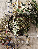 Ехінацея трава 50 г 	Echinacea purpurea herba, фото 3