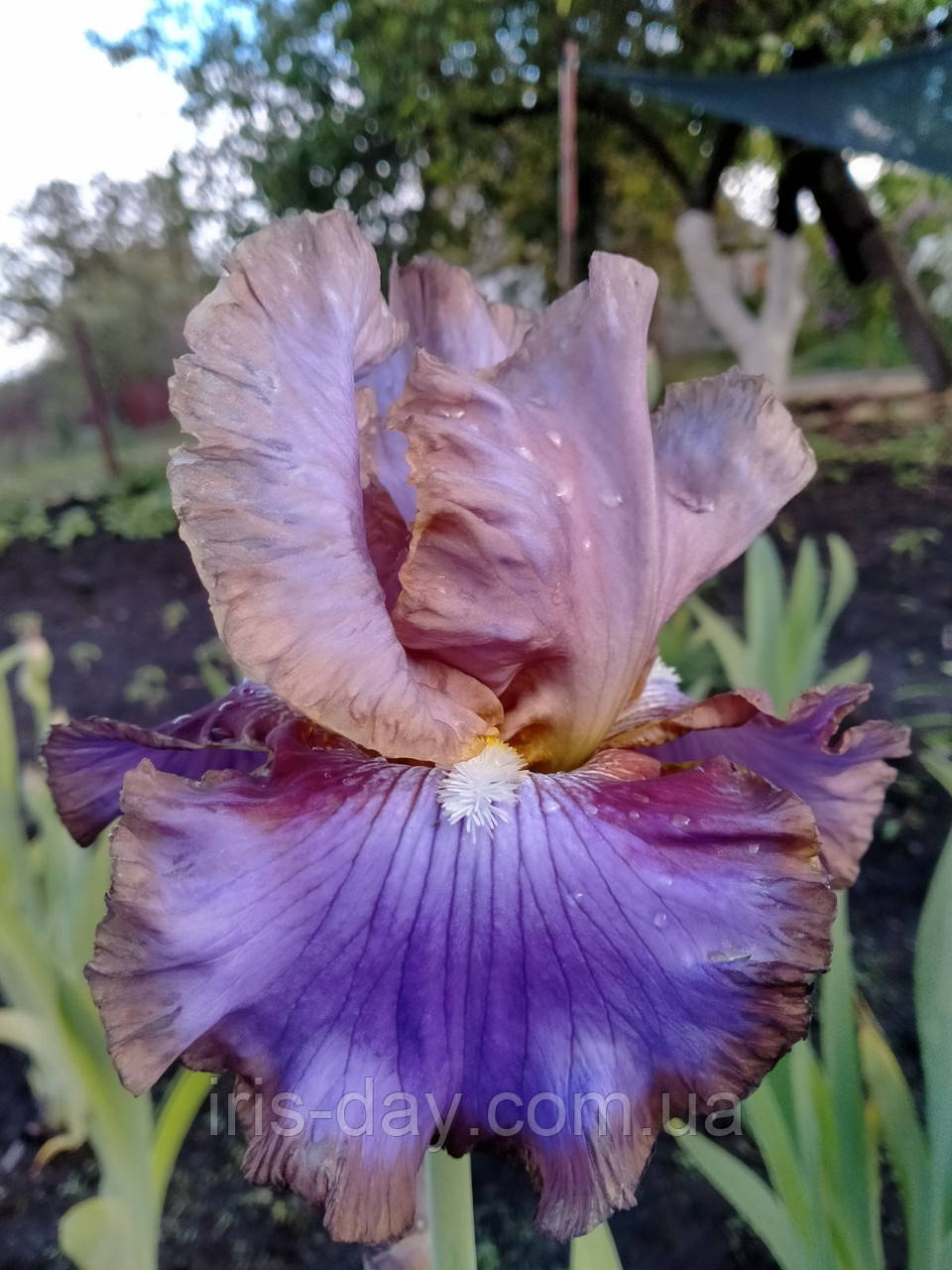 Ірис Molokini Молокіні (Sutton 2016) (сажники), фото 1