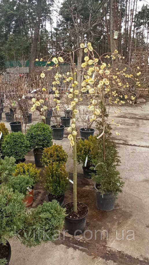 Купить Ива козья пендула С10 Н150, цена 990 ₴ — Prom.ua (ID#1417631687)