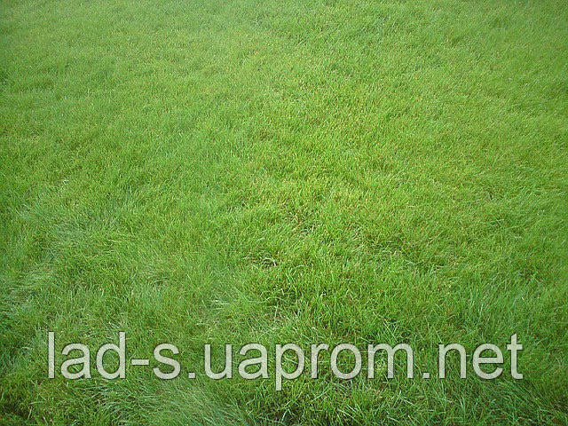 Семена газонных трав . Травосмеси для газонов от 5 кг - фото 7 - id-p16085127