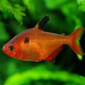 Мінор (Hyphessobrycon callistus) 2-3 см