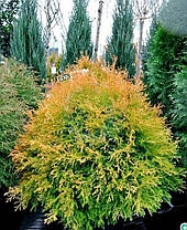 Туя західна Rain Gold 2 річна, Туя западная Рейнголд, Thuja occidentalis Rheingold, фото 2