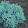 Ялівець лускатий Blue Star 4 річний, Можжевельник чешуйчатый Блю Стар, Juniperus squamata Blue Star, фото 4