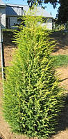 Ялівець звичайний Голд Кон 4 річний,Можжевельник обыкновенный Голд Кон, Juniperus communis Gold Cone