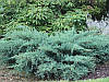 Ялівець віргінський Грей Оул 3 річний, Можжевельник виргинский Грей Оул, Juniperus virginiana Grey Owl, фото 2