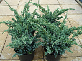 Ялівець лускатий Meyeri 3 річний, Juniperus squamata Meyeri, фото 3