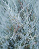 Ялівець скельний Moonglow 3 річний, Можжевельник скальный Мунглоу, Juniperus scopulorum Moonglow, фото 2