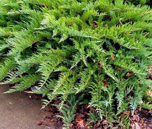 Ялівець козацький Тамарисцифолия, Можжевельник казацкий Тамарисцифолия, Juniperus sabina Tamariscifolia, фото 2