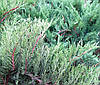 Ялівець козацький Тамарисцифолия, Можжевельник казацкий Тамарисцифолия, Juniperus sabina Tamariscifolia, фото 3