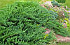 Ялівець козацький Тамарисцифолия, Можжевельник казацкий Тамарисцифолия, Juniperus sabina Tamariscifolia, фото 4