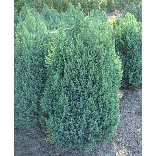 Ялівець китайський Stricta 2 річний, Можжевельник китайский Стрикта, Juniperus chinensis Stricta