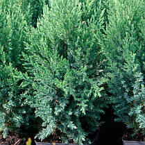 Ялівець китайський Stricta 2 річний, Можжевельник китайский Стрикта, Juniperus chinensis Stricta, фото 3