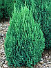 Ялівець китайський Stricta 2 річний, Можжевельник китайский Стрикта, Juniperus chinensis Stricta, фото 2