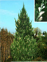 Ялівець китайський Stricta Variegata 4 річний, Можжевельник китайский Стрикта Вариегата, Juniperus chinensis