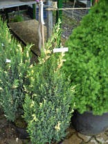 Ялівець китайський Stricta Variegata 3 річний, Можжевельник китайский Стрикта Вариегата, Juniperus chinensis, фото 2