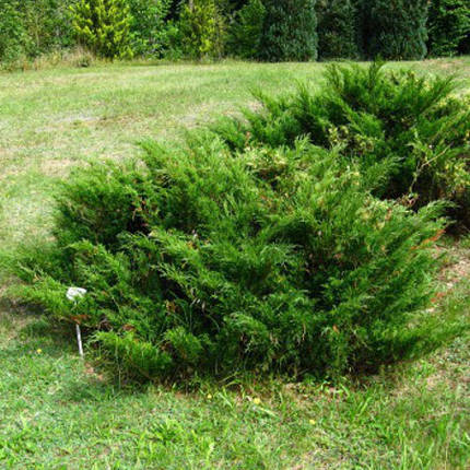 Ялівець козацький,4-річний Можжевельник казацкий, Juniperus sabina, фото 2