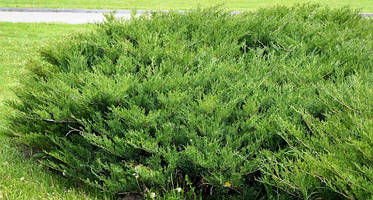 Ялівець козацький,4-річний Можжевельник казацкий, Juniperus sabina, фото 2