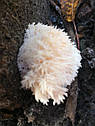 ГРИБЫ ГЕРИЦИЙ ГРЕБЕНЧАТЫЙ ЕЖОВИК (Hericium erinaceus). НА БРЕВНАХ, фото 9
