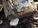 ГРИБЫ ГЕРИЦИЙ ГРЕБЕНЧАТЫЙ ЕЖОВИК (Hericium erinaceus). НА БРЕВНАХ, фото 10