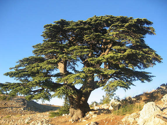 Кедр ліванський 2 річна, Кедр ливанский, Cedrus libani, фото 2