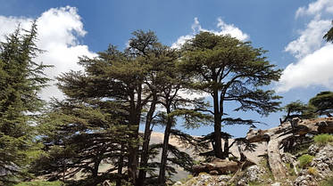 Кедр ліванський 2 річна, Кедр ливанский, Cedrus libani, фото 2