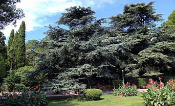 Кедр ліванський 2 річна, Кедр ливанский, Cedrus libani, фото 3