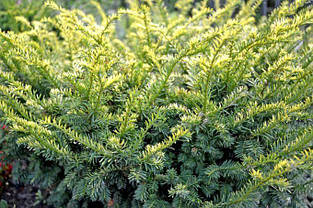 Тис ягідний Elegantissima 4 річний, Тис ягідний Элегантиссима, Taxus baccata Elegantissima, фото 2