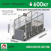 Весы для свиней 4BDU600Х-0819-Б Бюджет