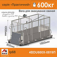 Весы для свиней 4BDU600Х-0819-П Практический