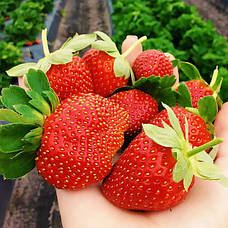 Великоплідні сорти полуниці