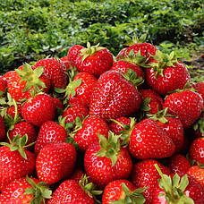 Ранні сорти полуниці