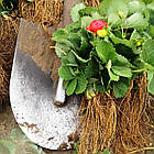 Саджанці полуниці (розсада) Вайбрант (Vibrant) - дуже рання, високоврожайна, транспортабельна, фото 2