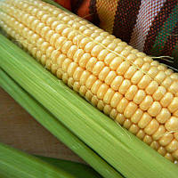Семена Кукуруза сахарная суперсладкая Веге-1 F1, 50 граммов ВНИС Агропак