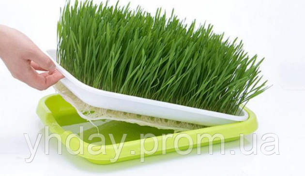Лоток для проращивания микрозелени, семян, зерна + Набор семян (капуста Кольраби 10г, смесь "Регенерация" 20г) - фото 3 - id-p1400325785