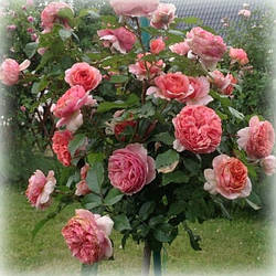 Троянди на штамбі