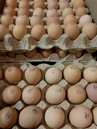 Яйце бройлера Чехія