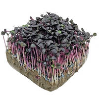 Семена базилика фиолетового на микрозелень