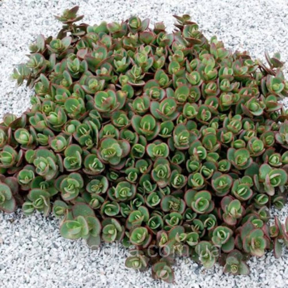 Очиток гібридний СанСпарклер Лайм Зінгер Lime Zinger 7 (горшик 0,5л), фото 1