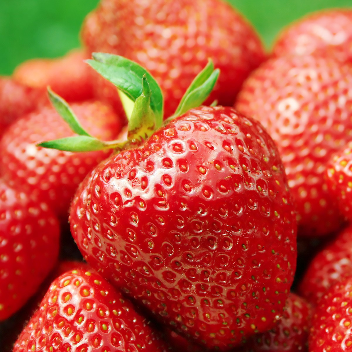 Саджанці полуниці (розсада) Дарселект (Darselect) - середня, крупноплідна, врожайна, фото 1