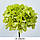 Зелена гортензія на стеблі, стабілізована, фото 2