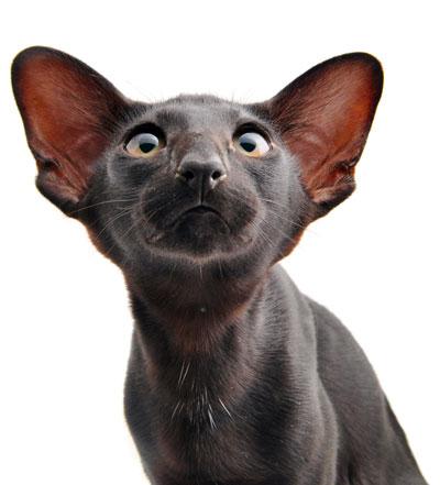 Зйомка тварин на тлі вініловому