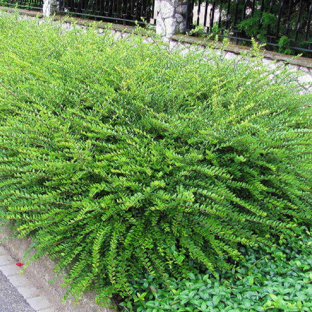 Олар порнографияны іздейді Оральды секс az nigohi islam